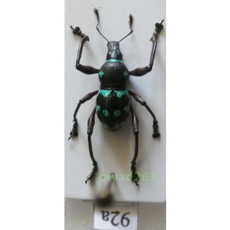 Metapocyrtus sp. Heller, 1912 male Philippines92a